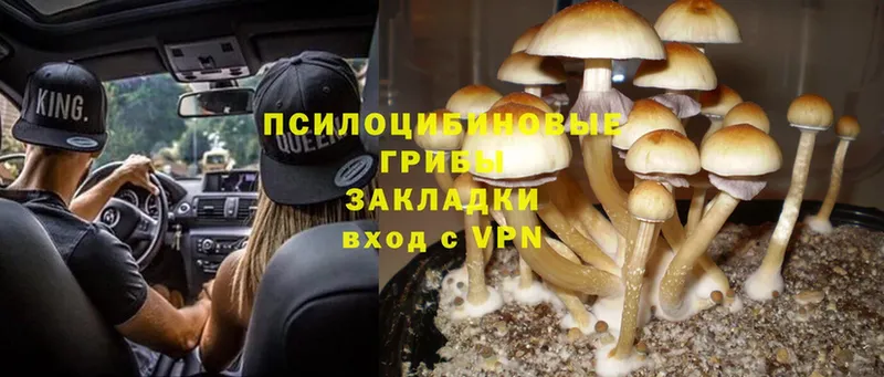 Псилоцибиновые грибы MAGIC MUSHROOMS  Новомосковск 